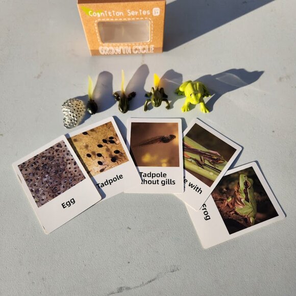 Frog Life Cycle Educational Toy Set with Cards Montessori Realistic Toy Science - Picture 4 of 9